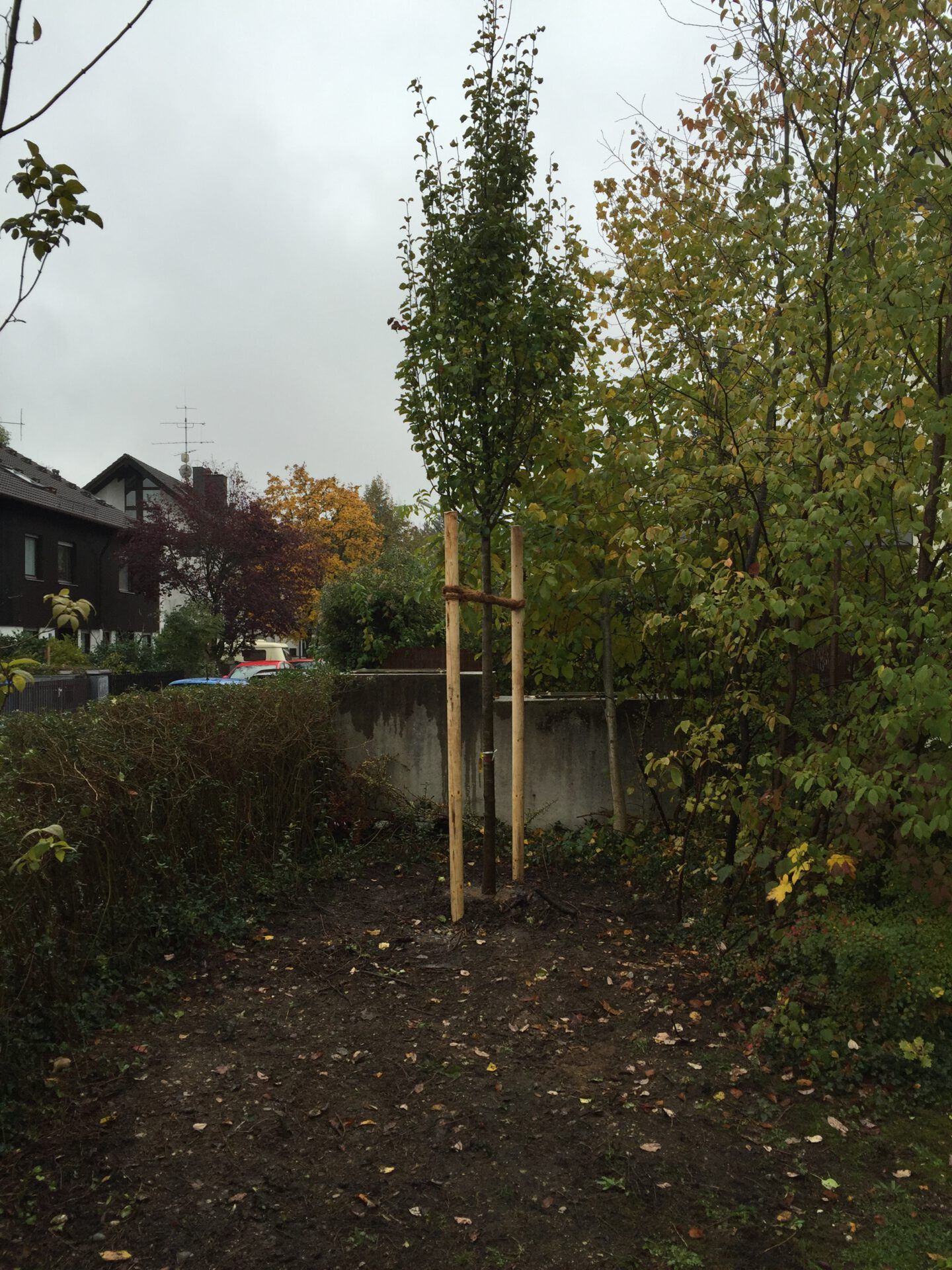 Haus- und Gartenservice Pasalic - Baum- und Astarbeiten