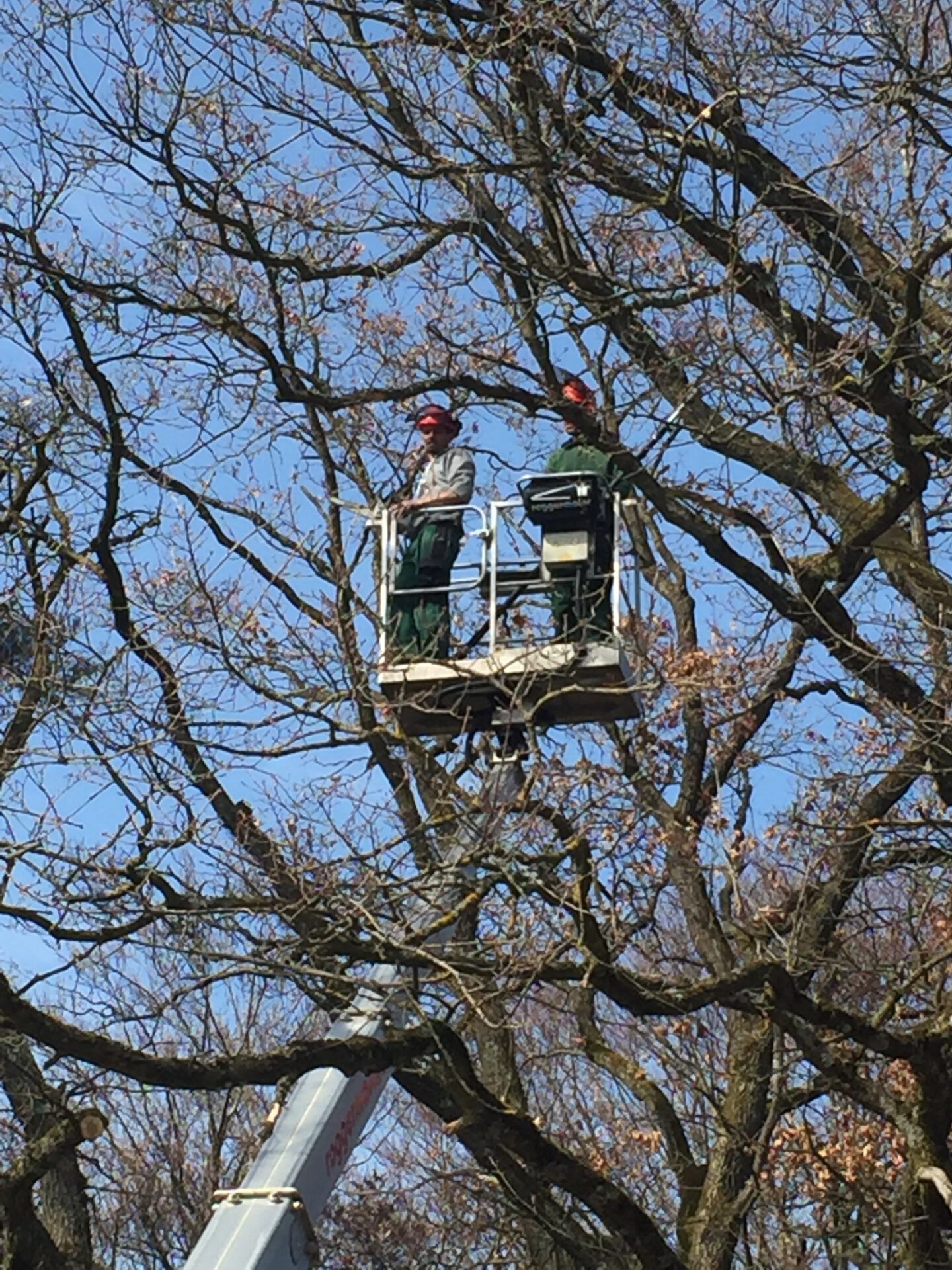 Haus- und Gartenservice Pasalic - Baum- und Astarbeiten