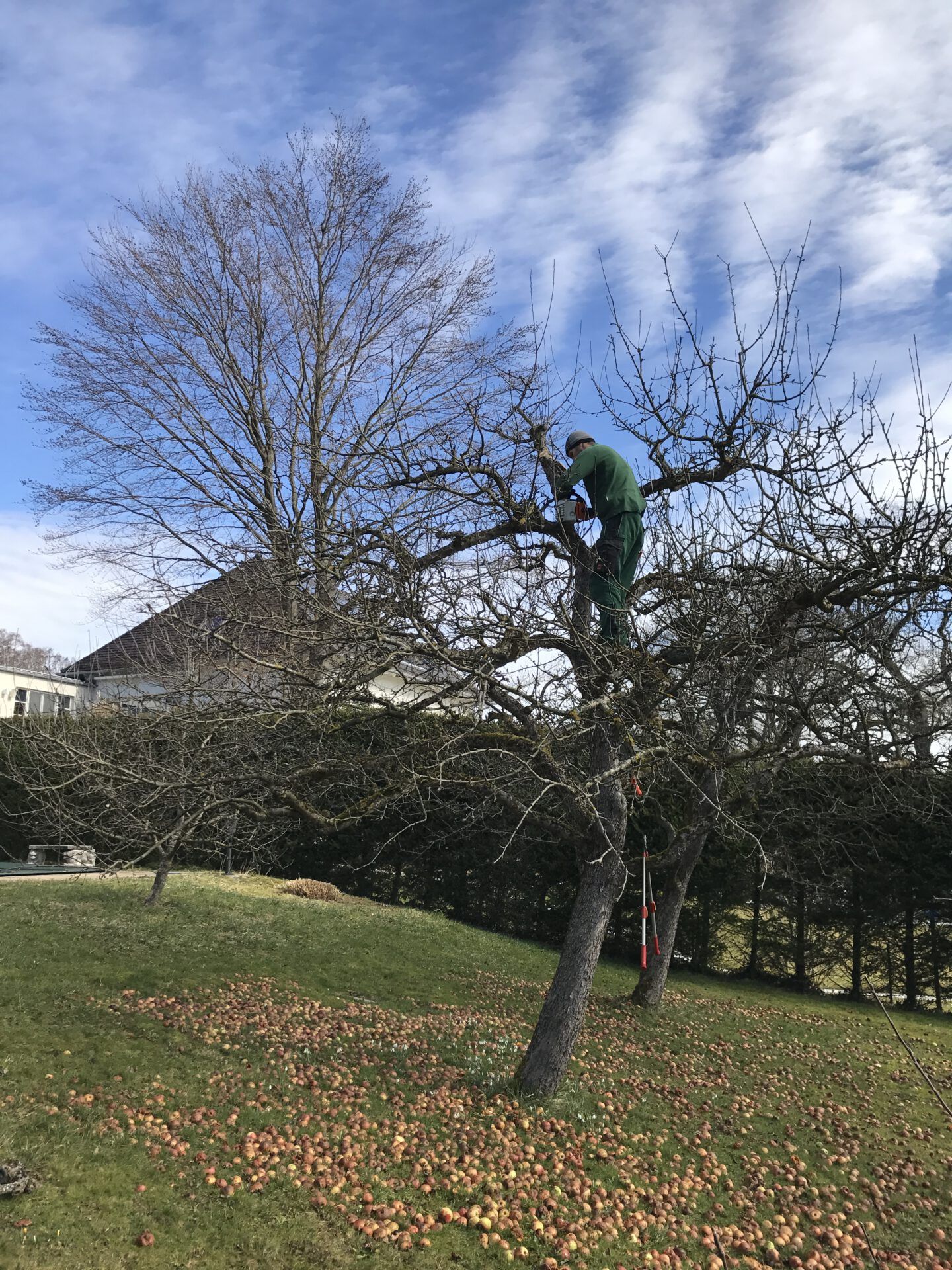 Haus- und Gartenservice Pasalic - Baum- und Astarbeiten